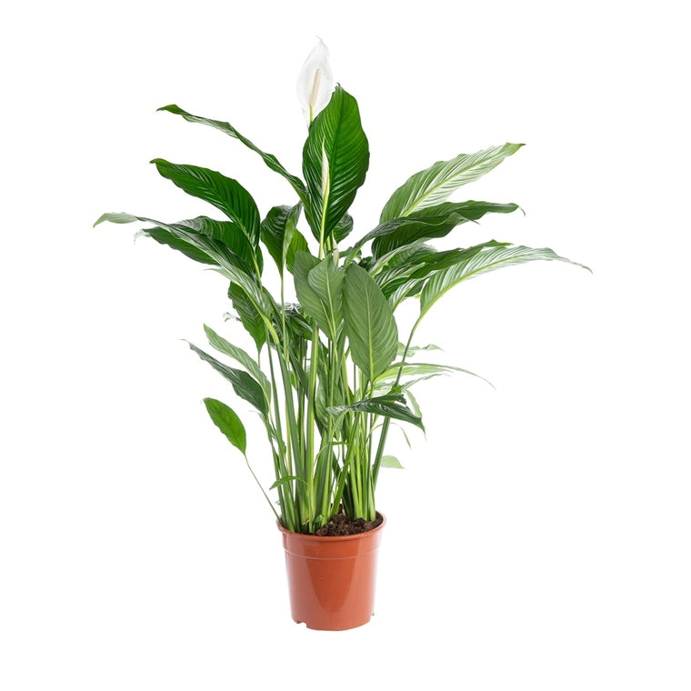 Peace Lily | Sweet Lauretta