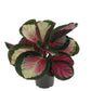 Prayer Plant | Roseo Rosy