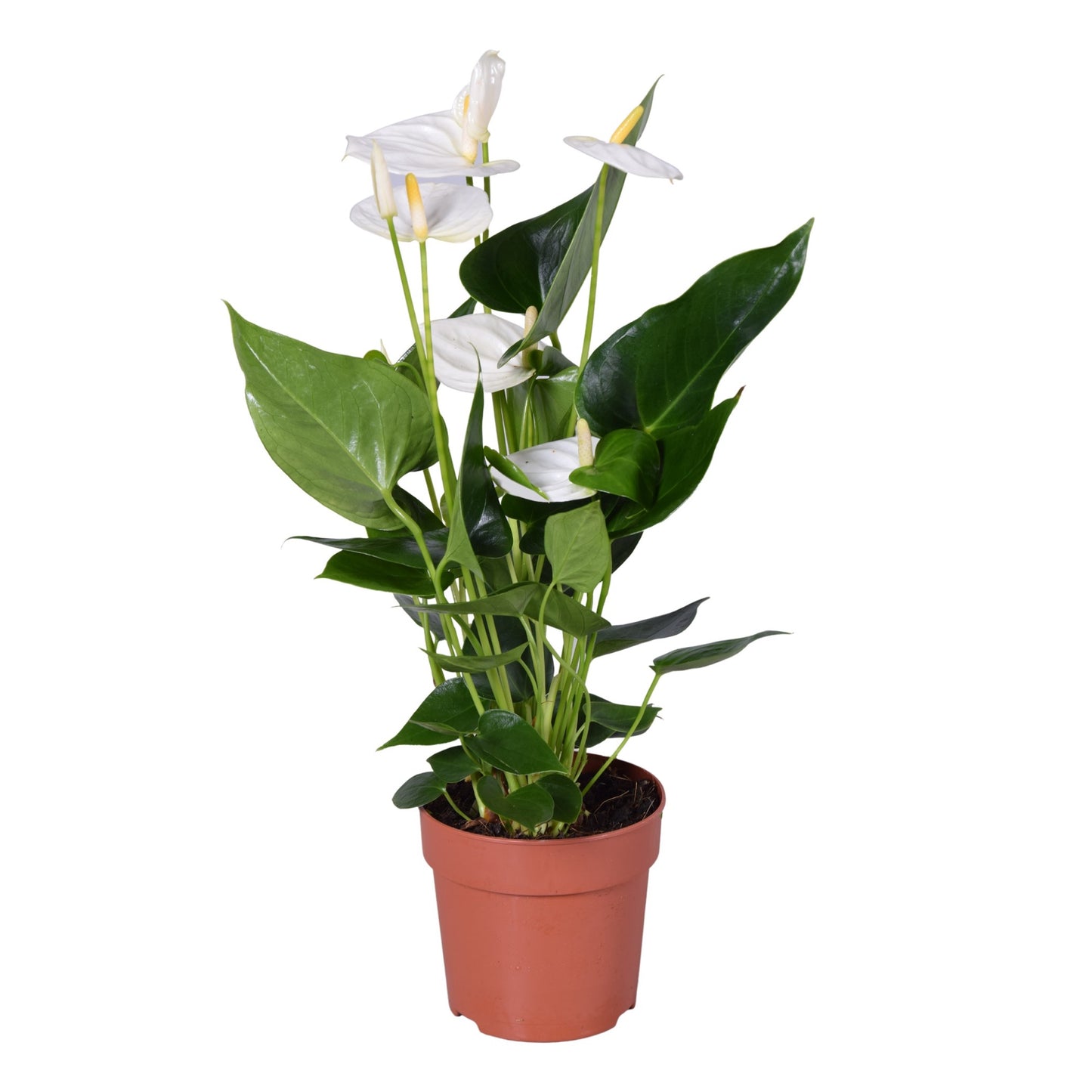 Flamingo Flower | White Cocos