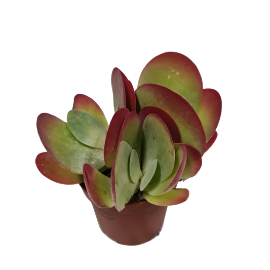 Kalanchoe Red Lips | Potted Houseplants