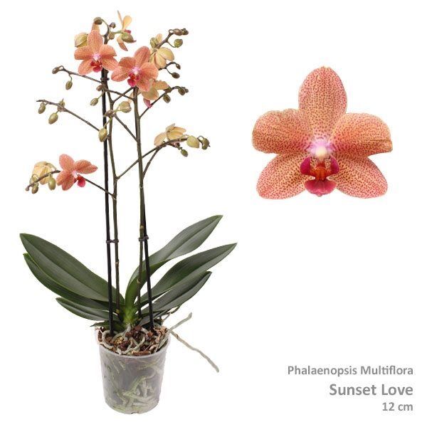 Phalaenopsis Orchid | Sunset Love