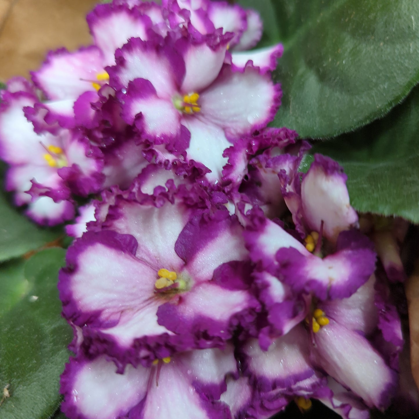 African Violet | Bicolor Maroon