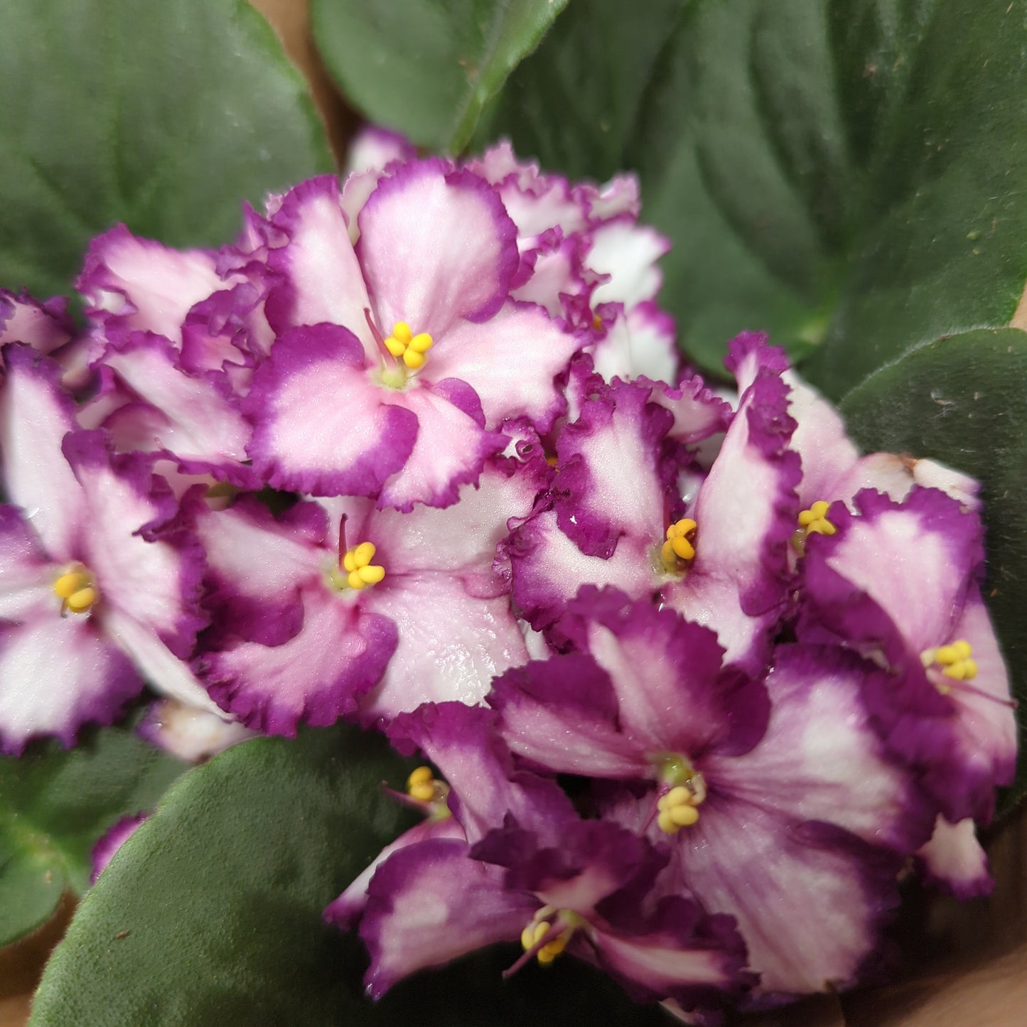 African Violet | Bicolor Maroon