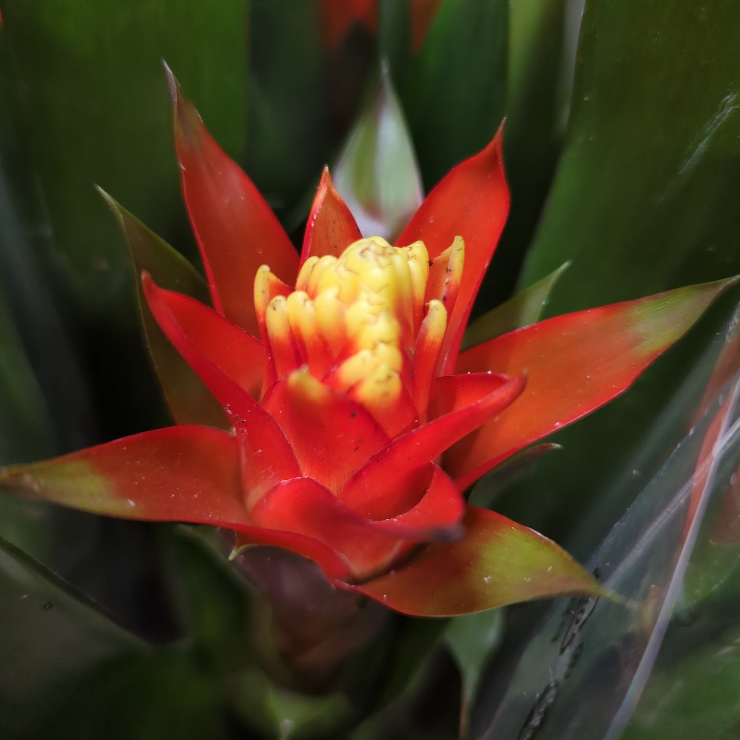 Bromeliad | Happiness