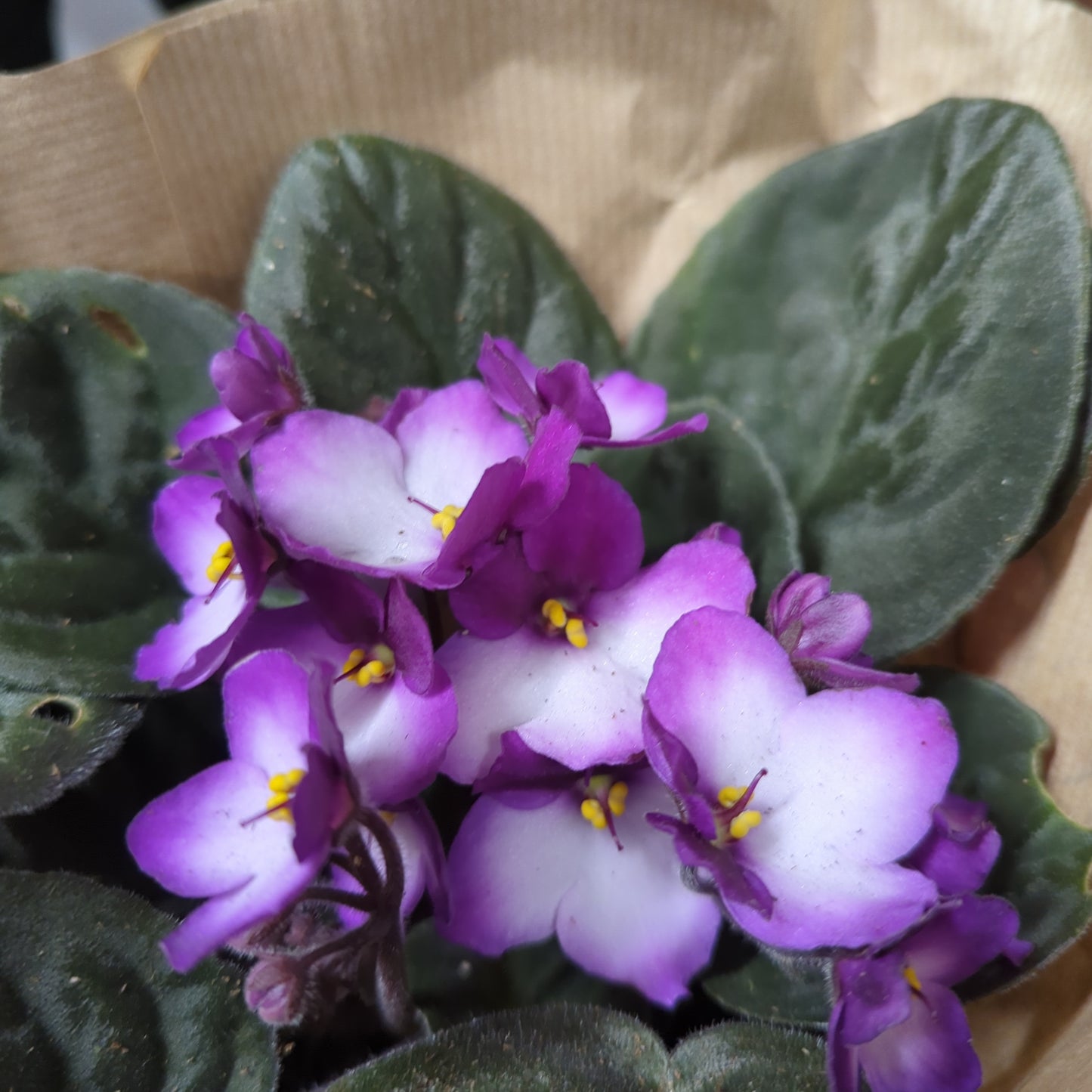 African Violet | Bicolor Maroon