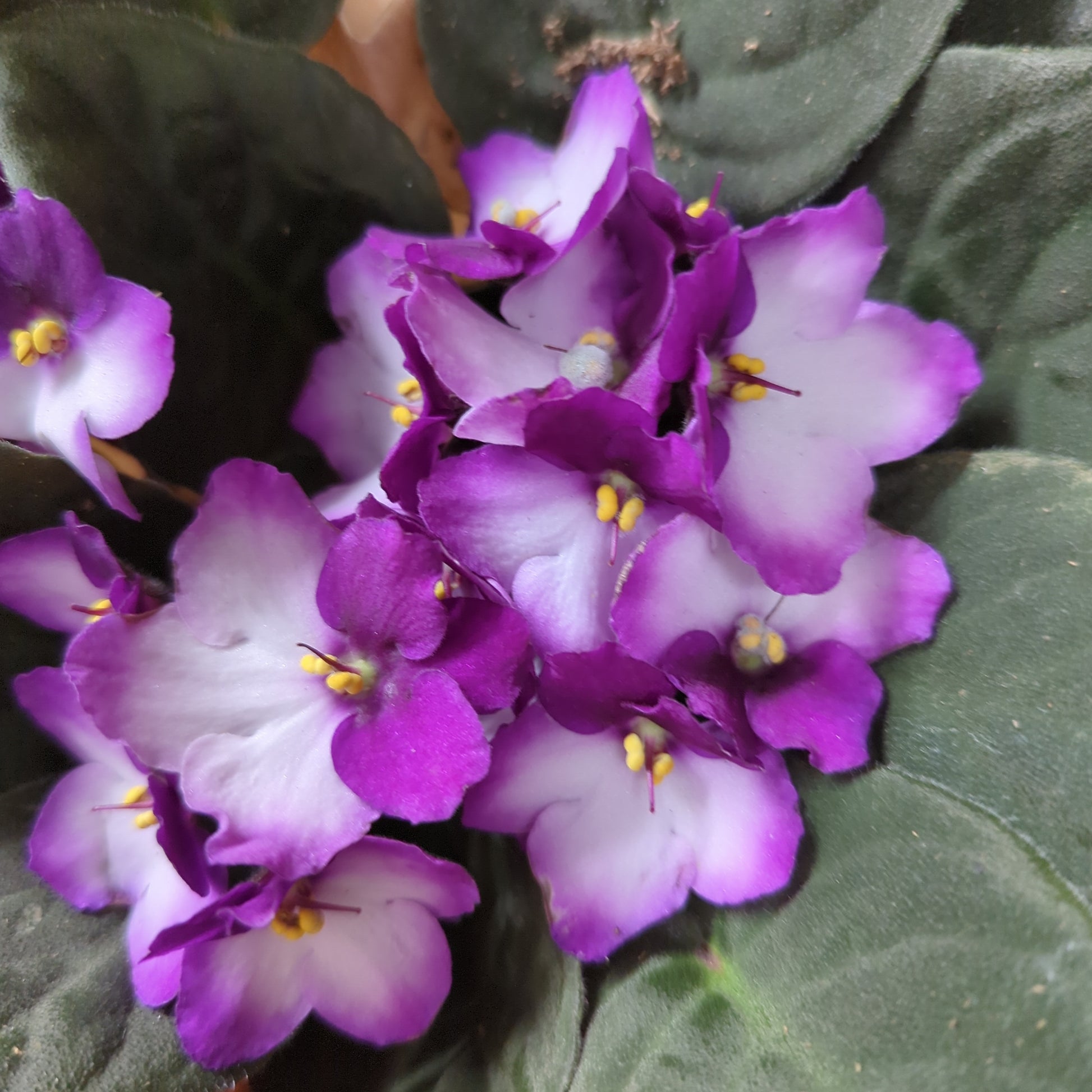 African Violet | Bicolor Maroon