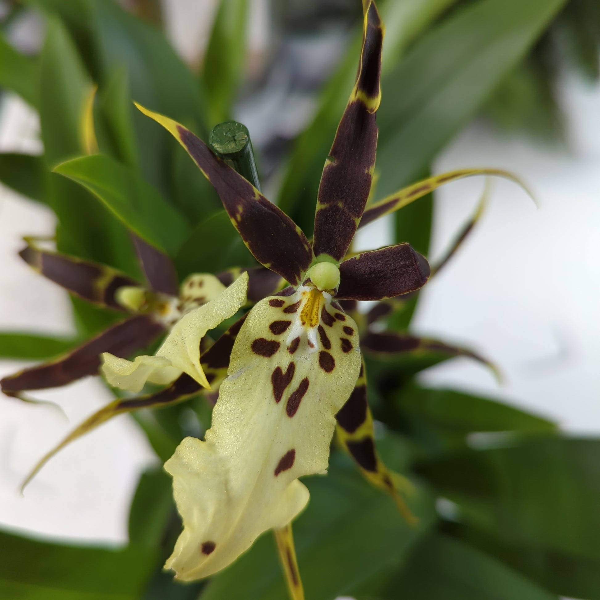 Spider Orchid | Toscane Banana