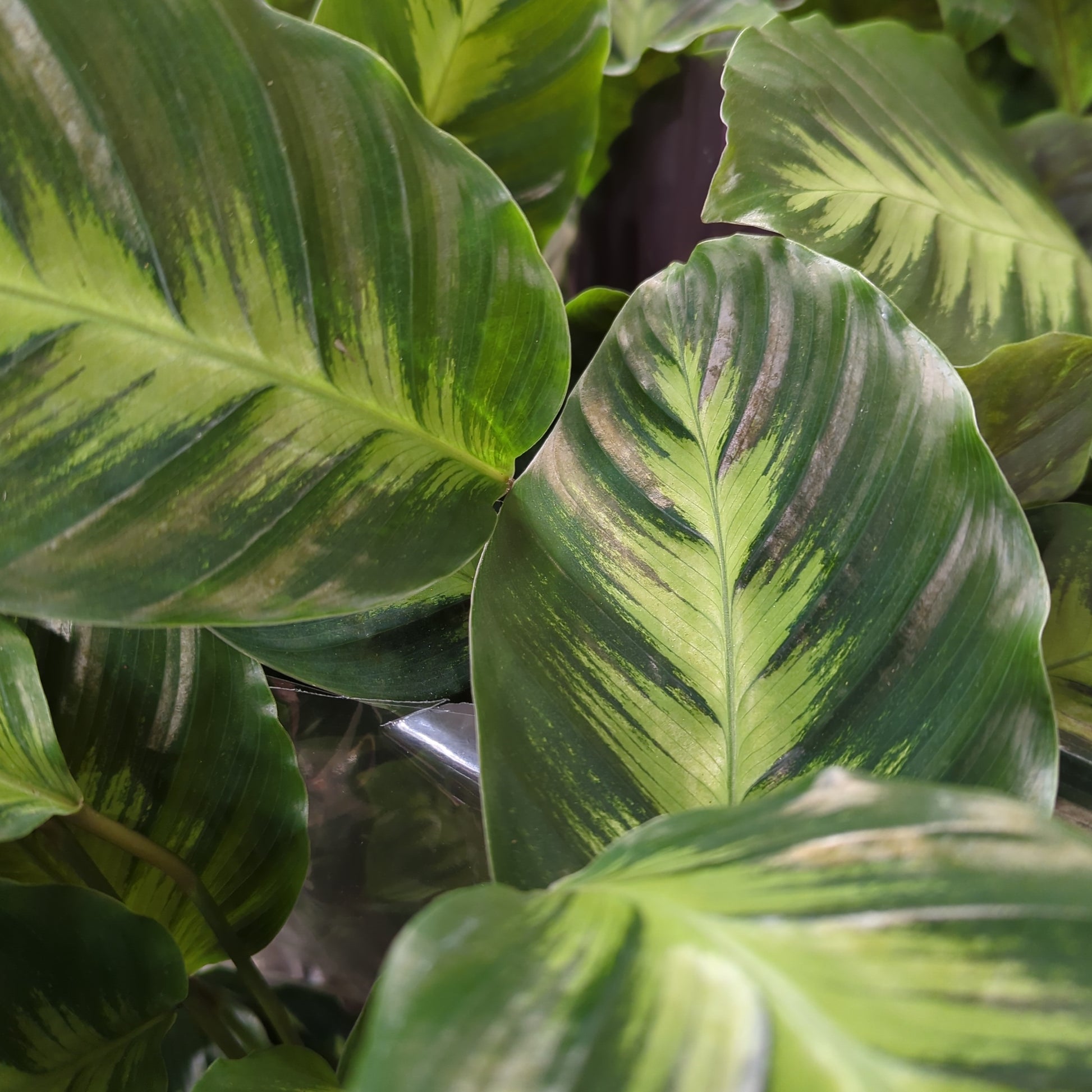 Prayer Plant | Majestic