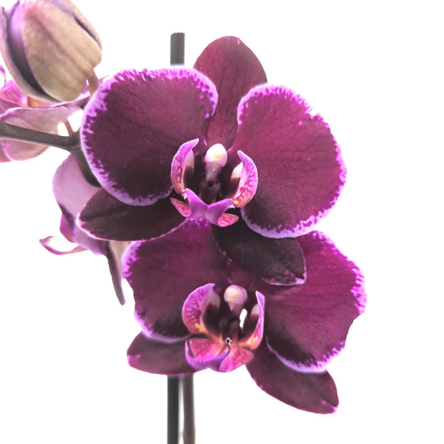 Phalaenopsis Orchid | Felicity