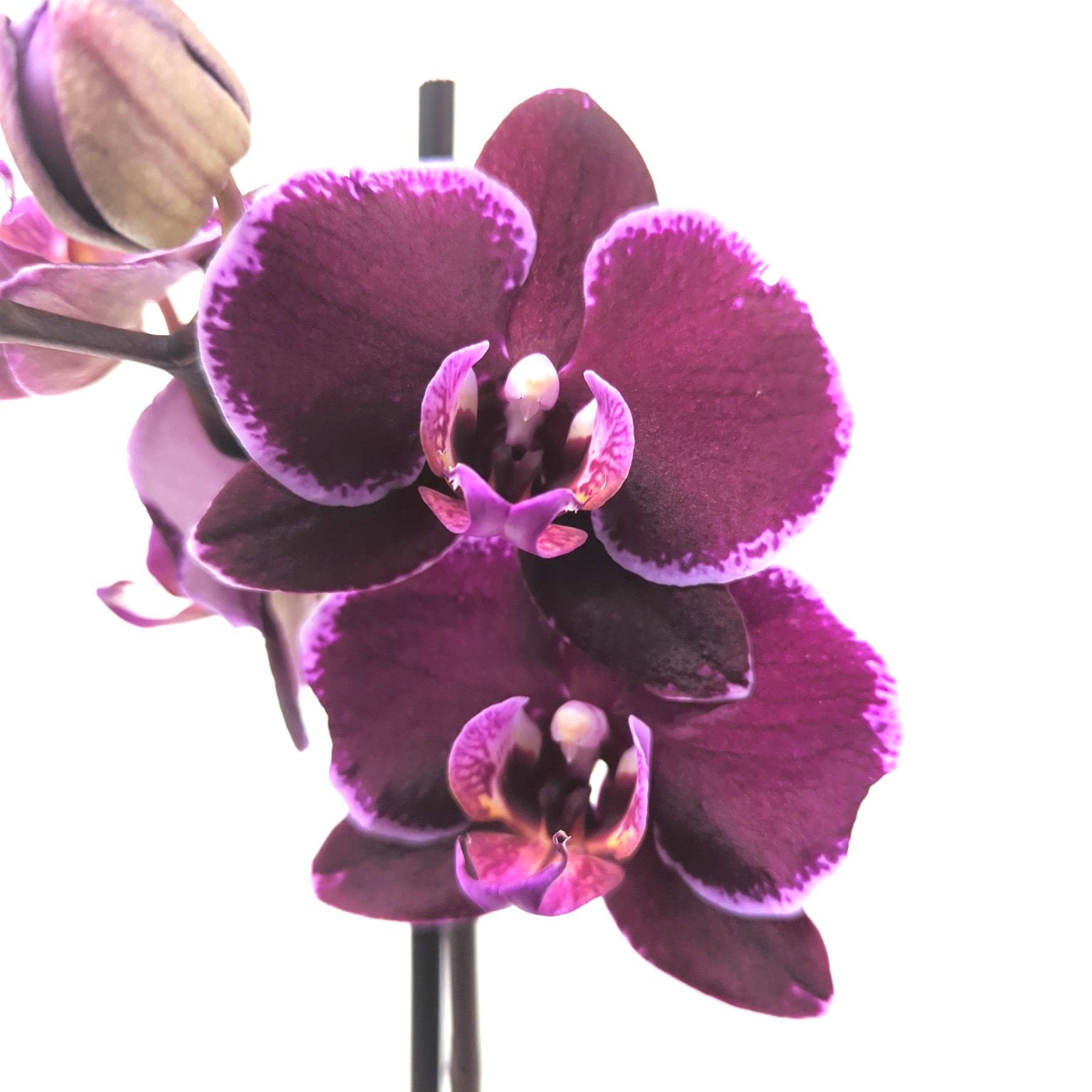 Phalaenopsis Orchid | Felicity