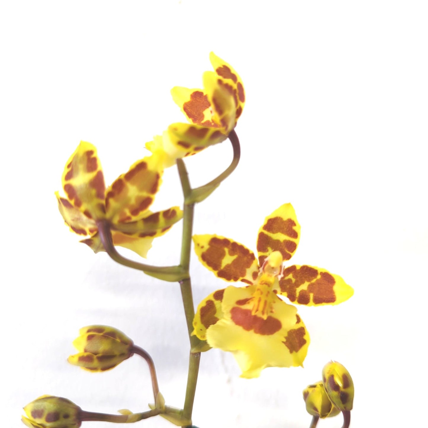 Cambria Orchid | Tiger