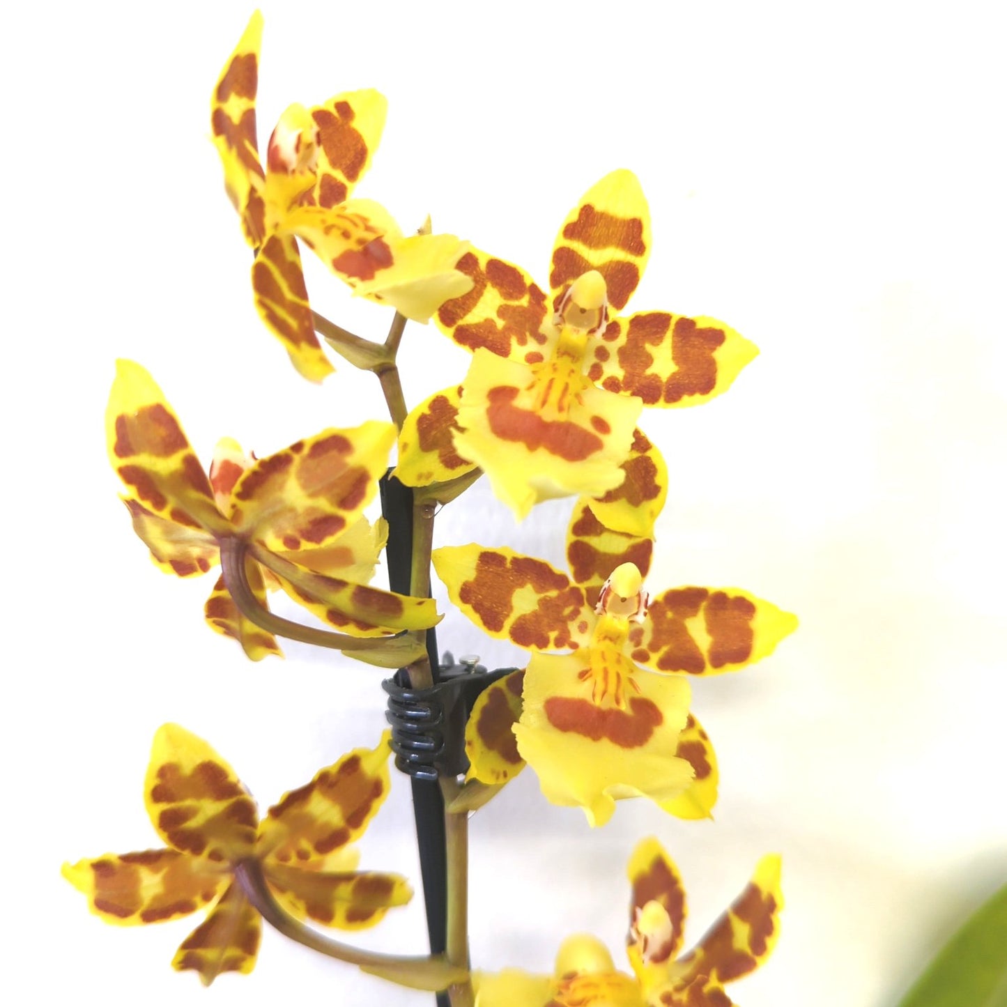 Cambria Orchid | Tiger