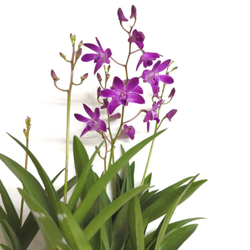 Dendrobium Orchid | Berry Oda