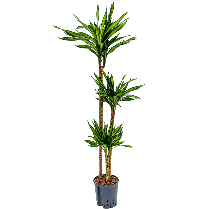 Palm | Riki | Hard To Find & Dracaena Fragrans & Houseplant UK