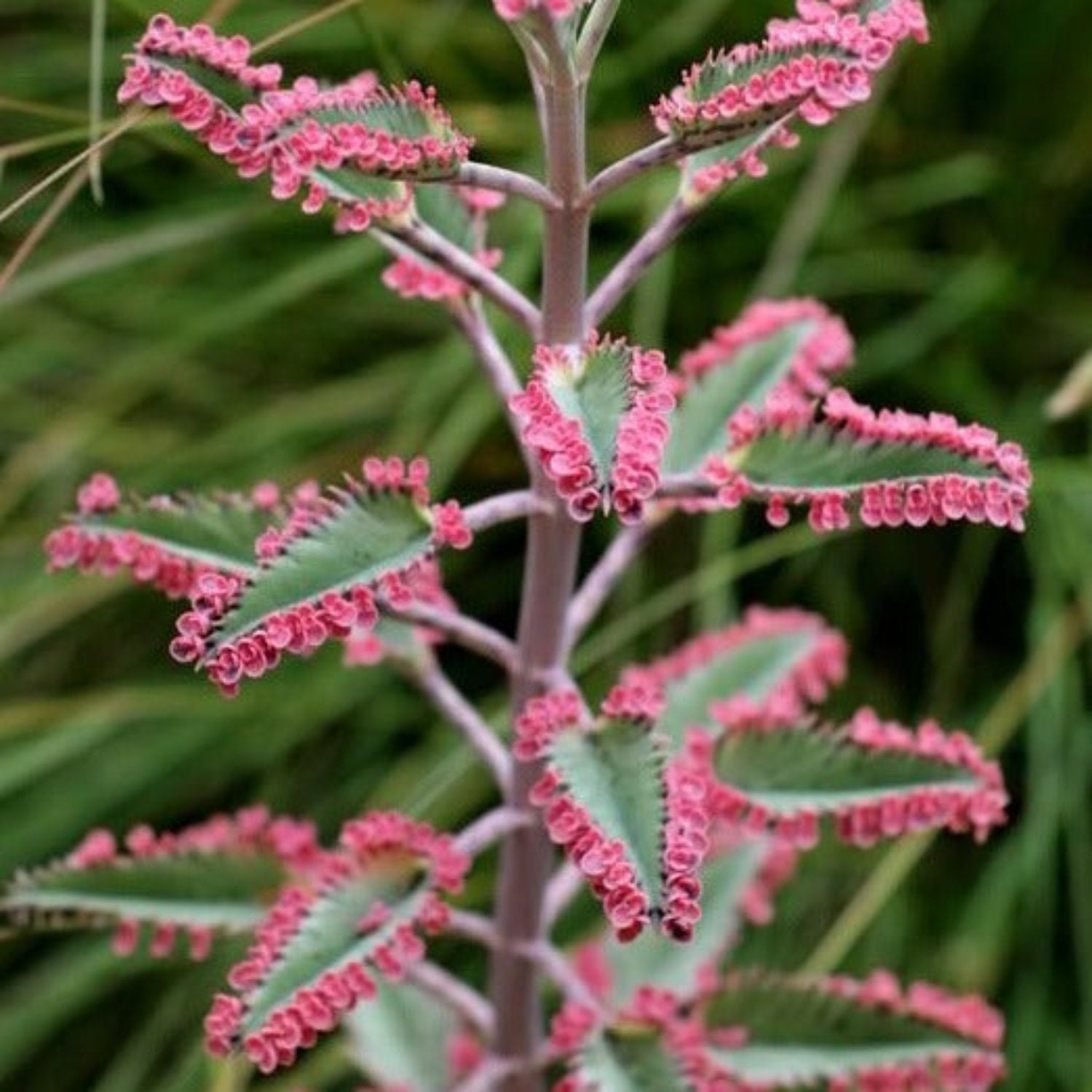 Pink Mother Of Thousands | Pink Butterfly | Hard To Find