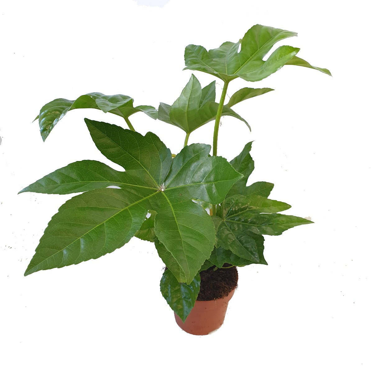 Japanese Aralia | Castor Oil Plant