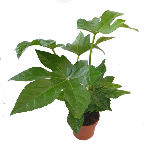 Japanese Aralia | Castor Oil Plant | Potted Houseplants