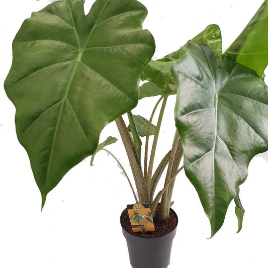 Elephant Ear | Portodora | Potted Houseplants