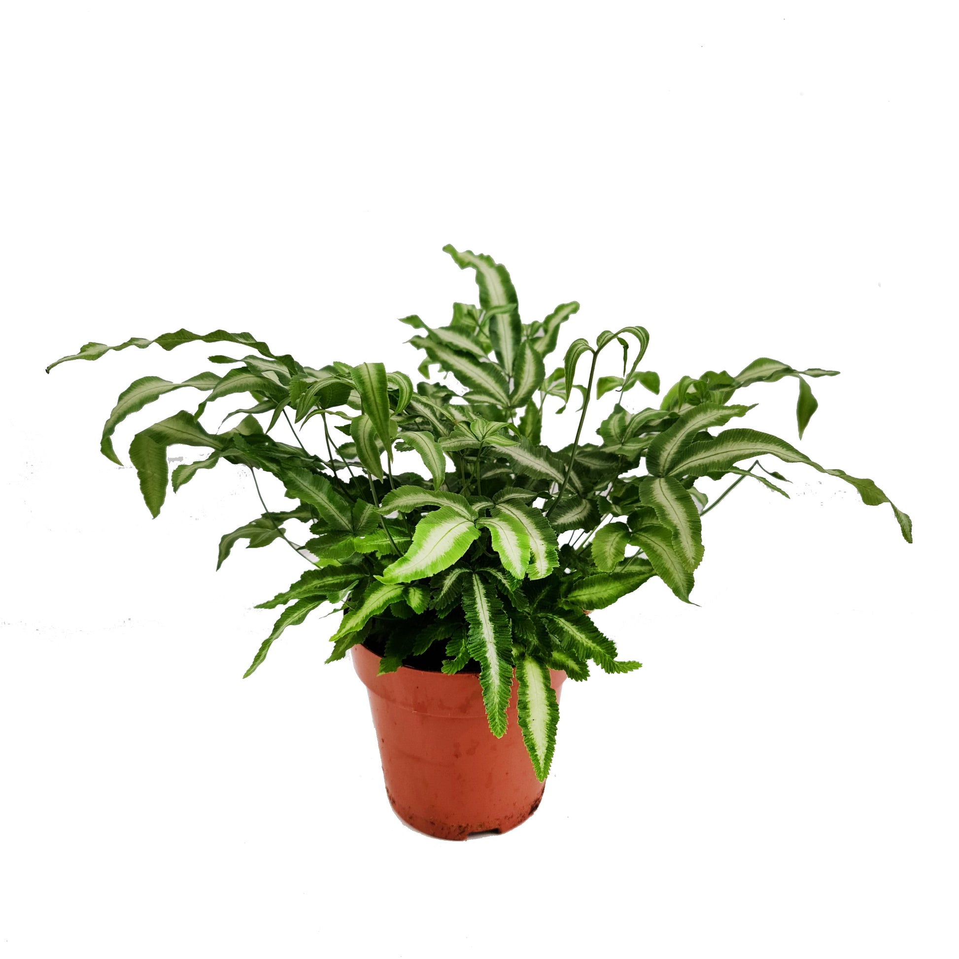 Cretan Brake Fern | Variegated