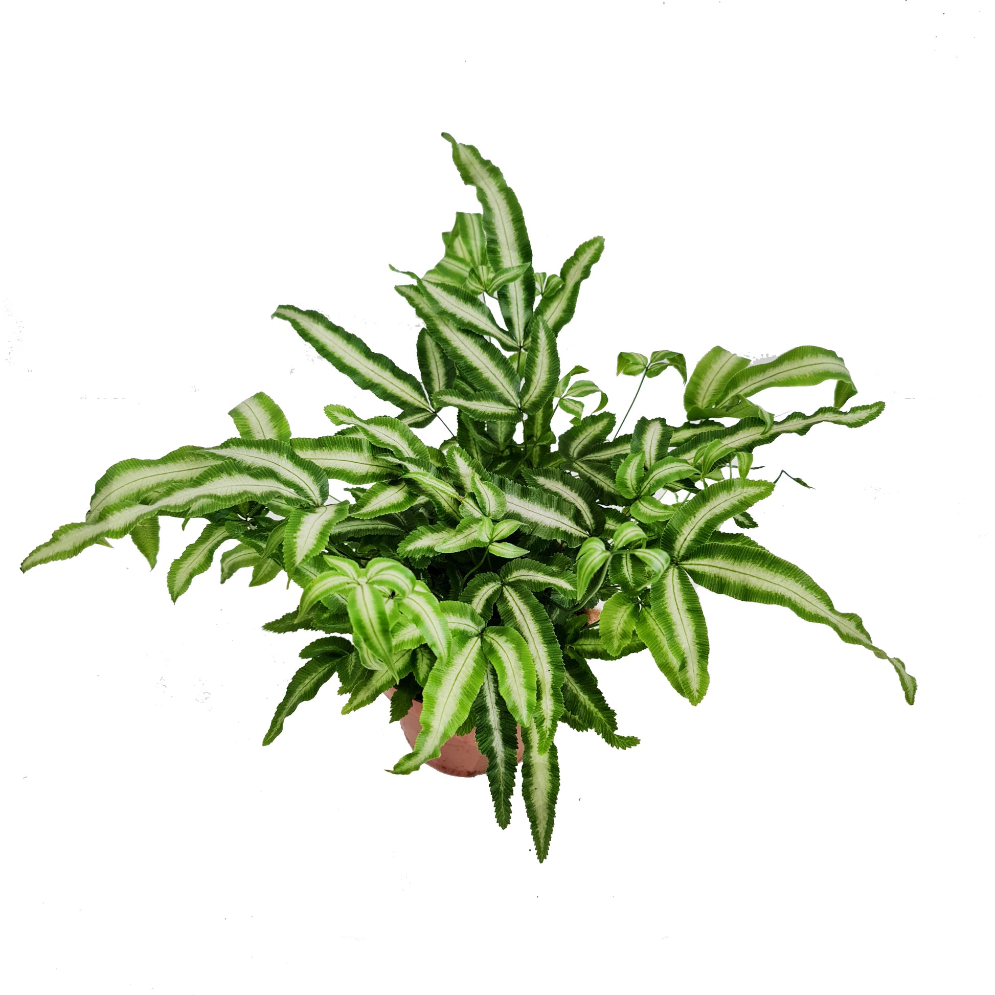 Cretan Brake Fern | Variegated