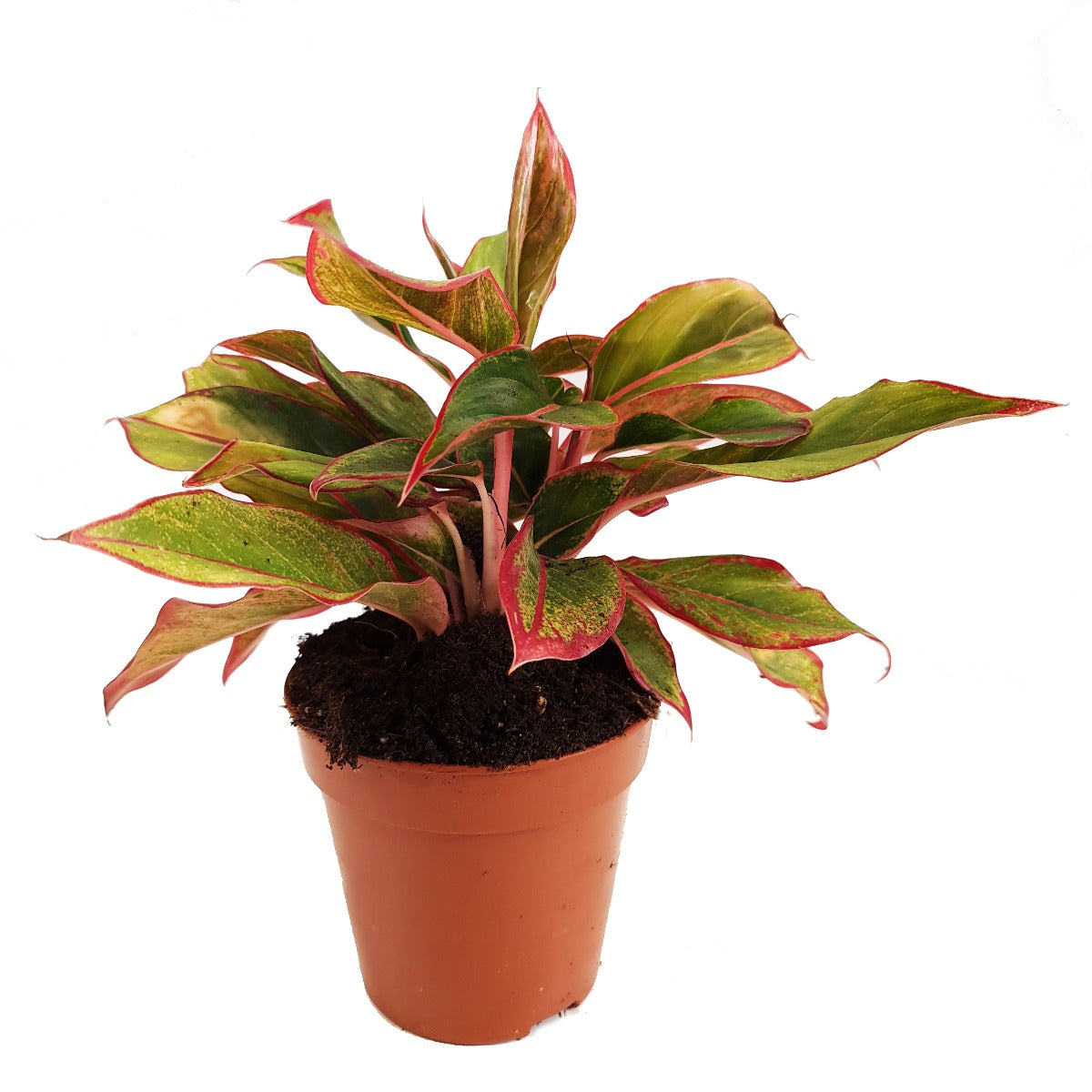 Chinese Evergreen | Crete