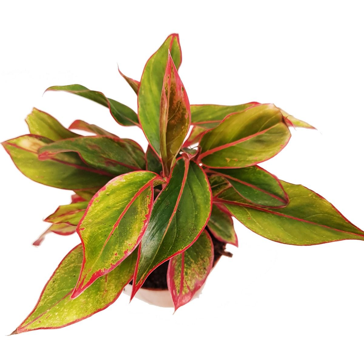 Chinese Evergreen | Crete