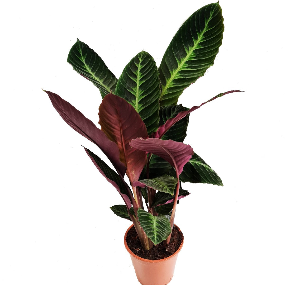 Prayer Plant | Jungle Velvet | Hard To Find