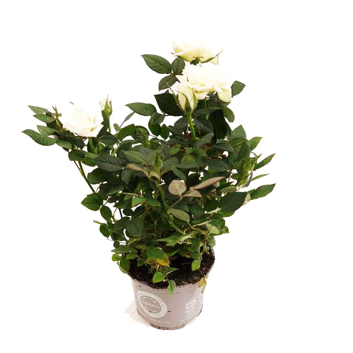 Flowering Rose | White & Rosa & Houseplant UK