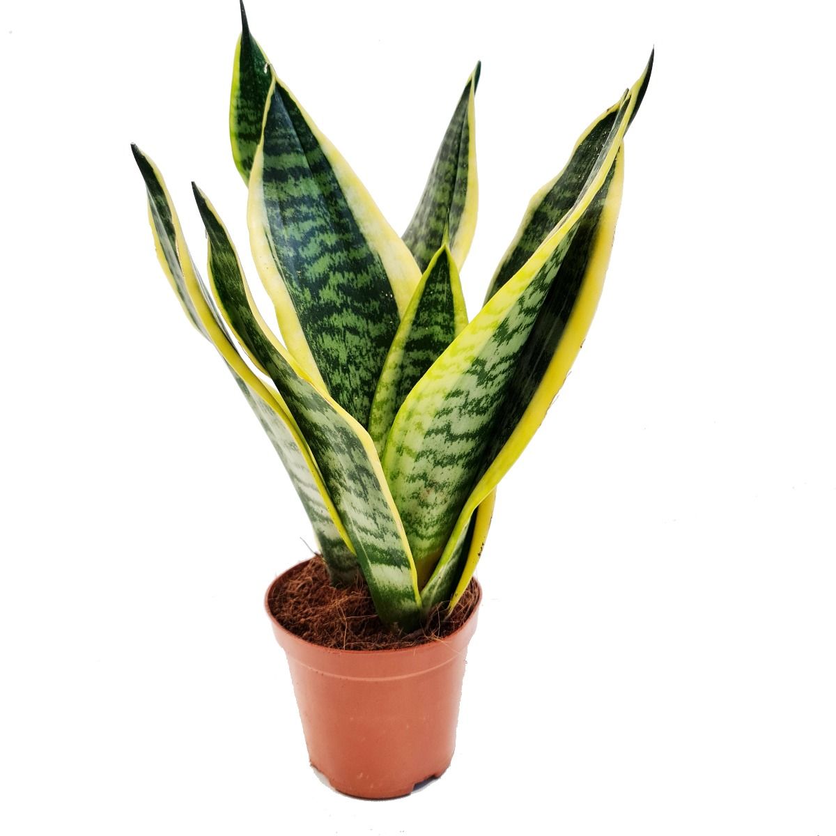 Snake Plant | Futura Superb & Dracaena (Sansevieria) Trifasciata ...