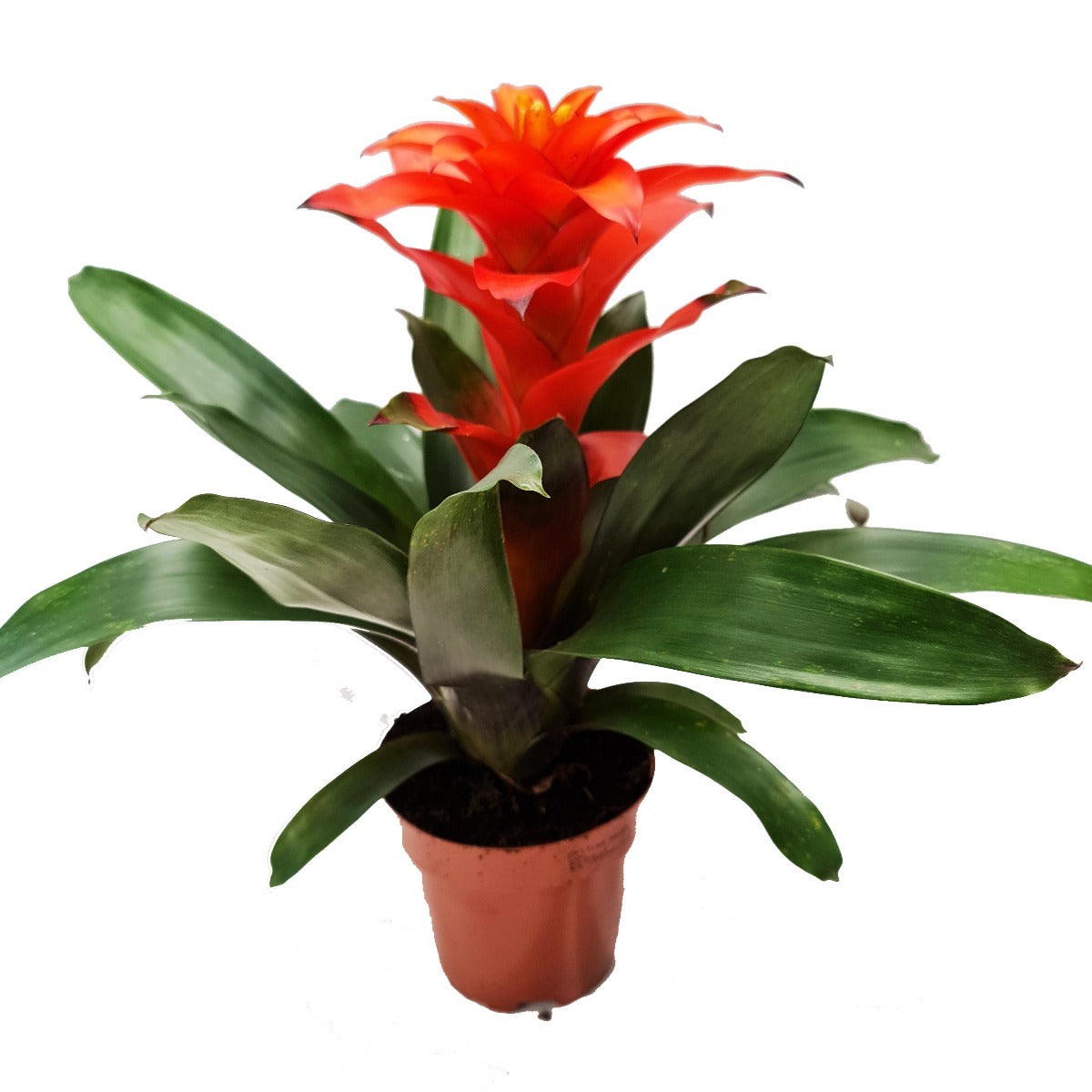 Tropical on sale house plants