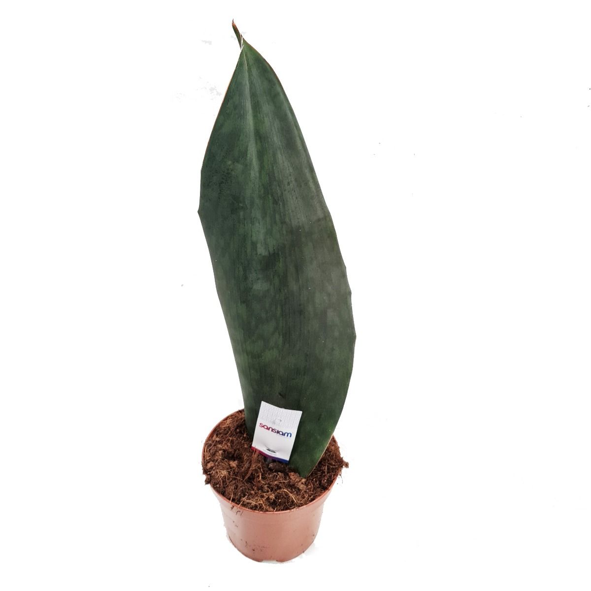 Snake Plant | Whale Fin | Victoria