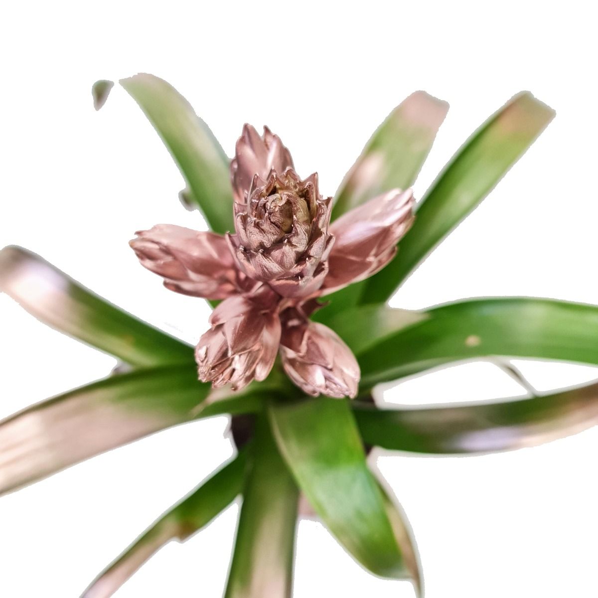 Bromeliad | Copper Candy