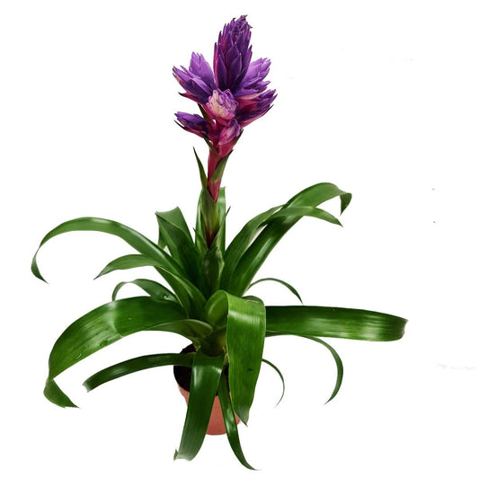 Bromeliad | Dipped Candy | Bromeliad & Guzmania