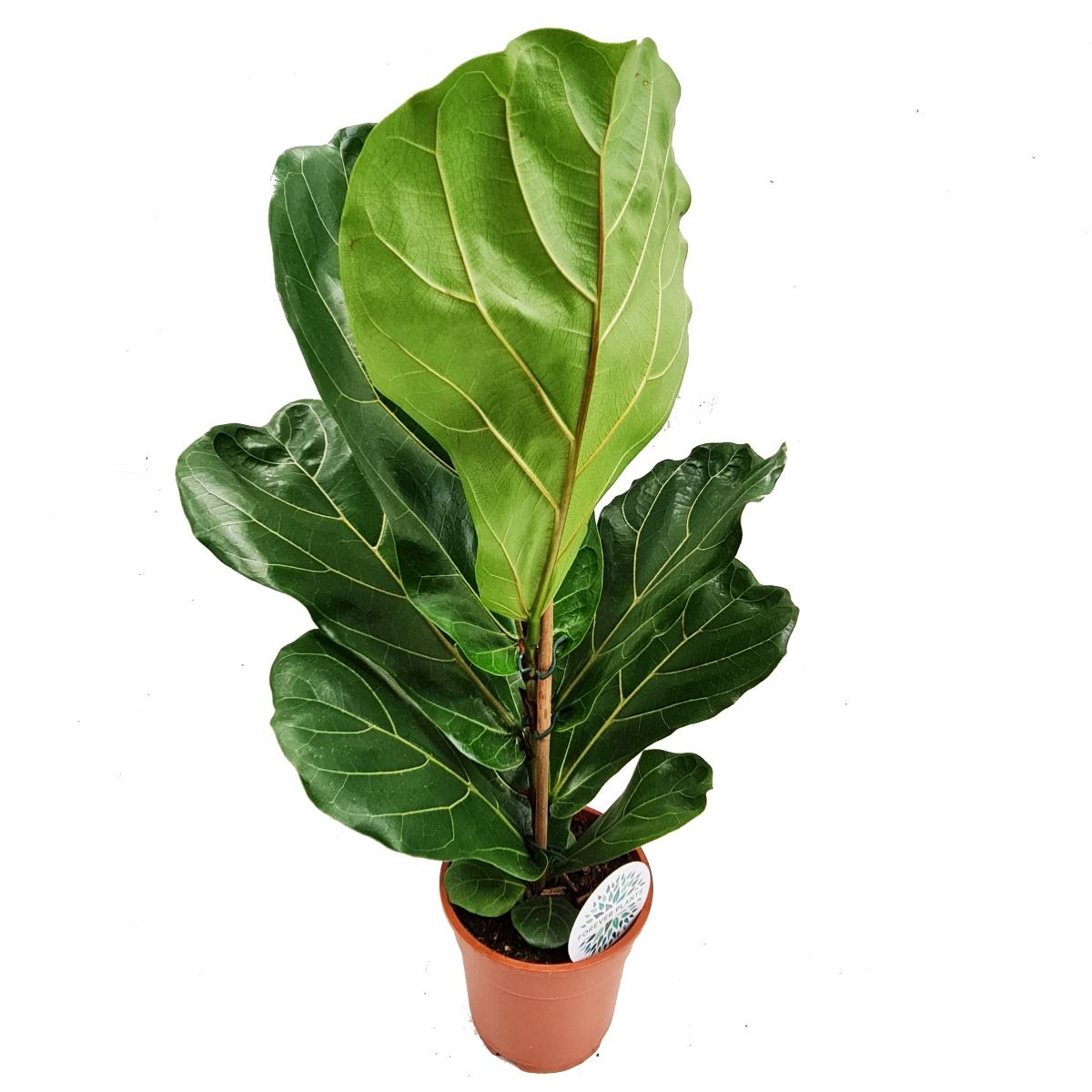 Fiddle leaf online fig pot