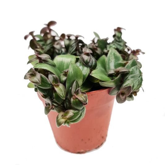 Wandering Dude | Burgundy Hill | Potted Houseplants