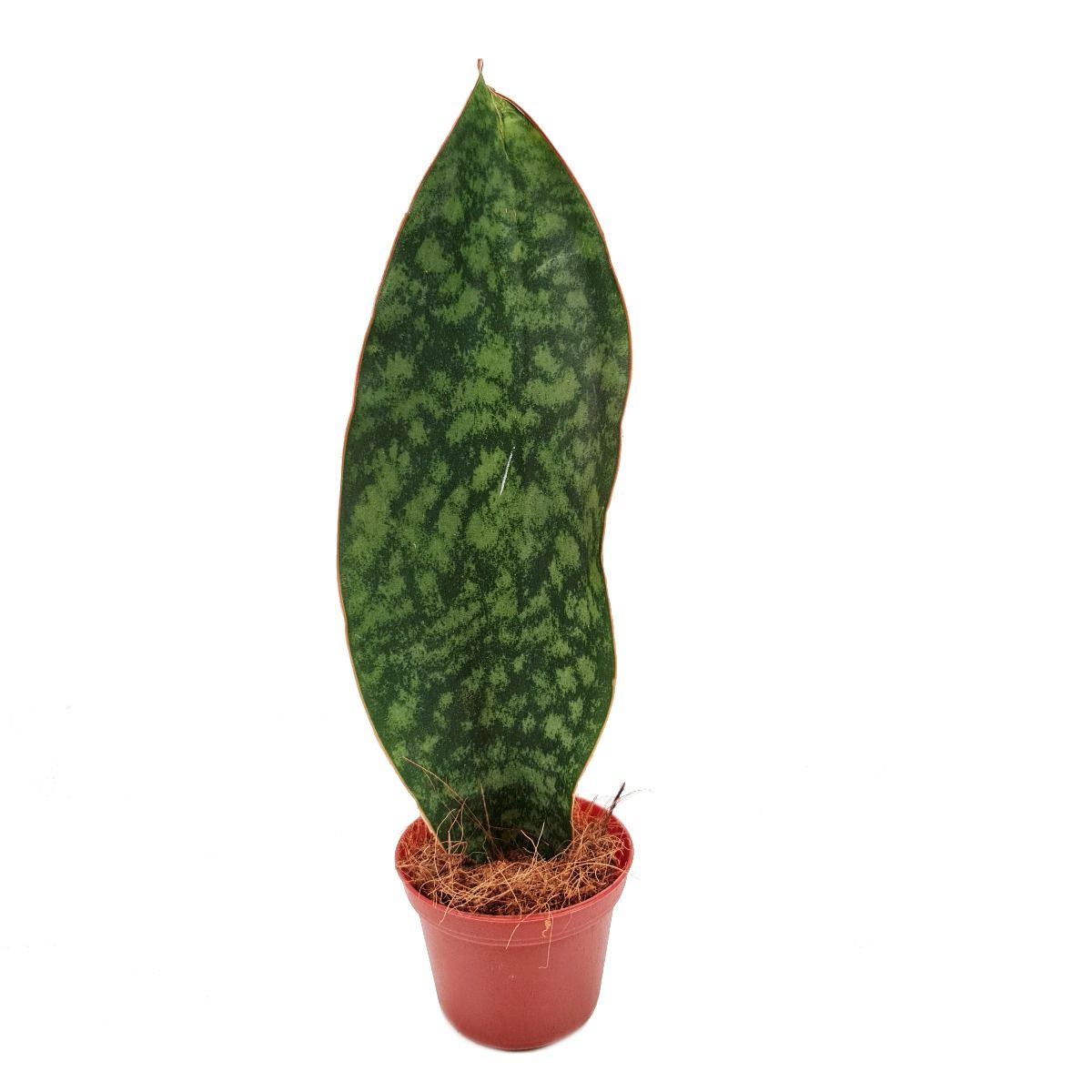 Snake Plant | Whale Fin | Victoria