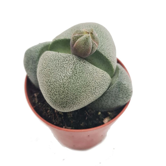 Split Rock Plant | Potted Houseplants