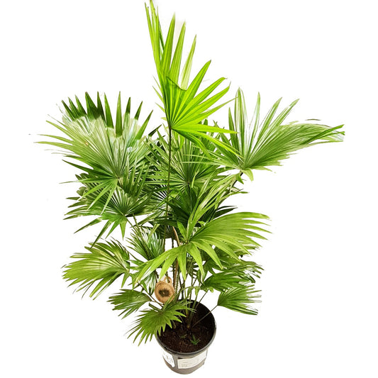 Footstool Palm | Potted Houseplants