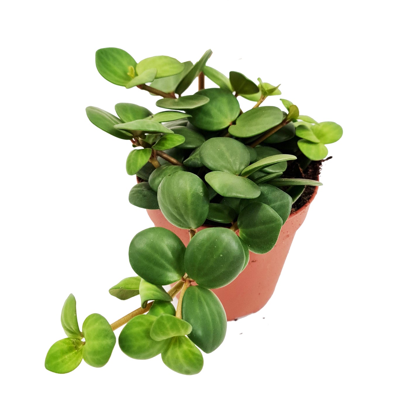 Radiator Plant | Hope & Peperomia Deppeana × Quadrifolia | Peperomia ...