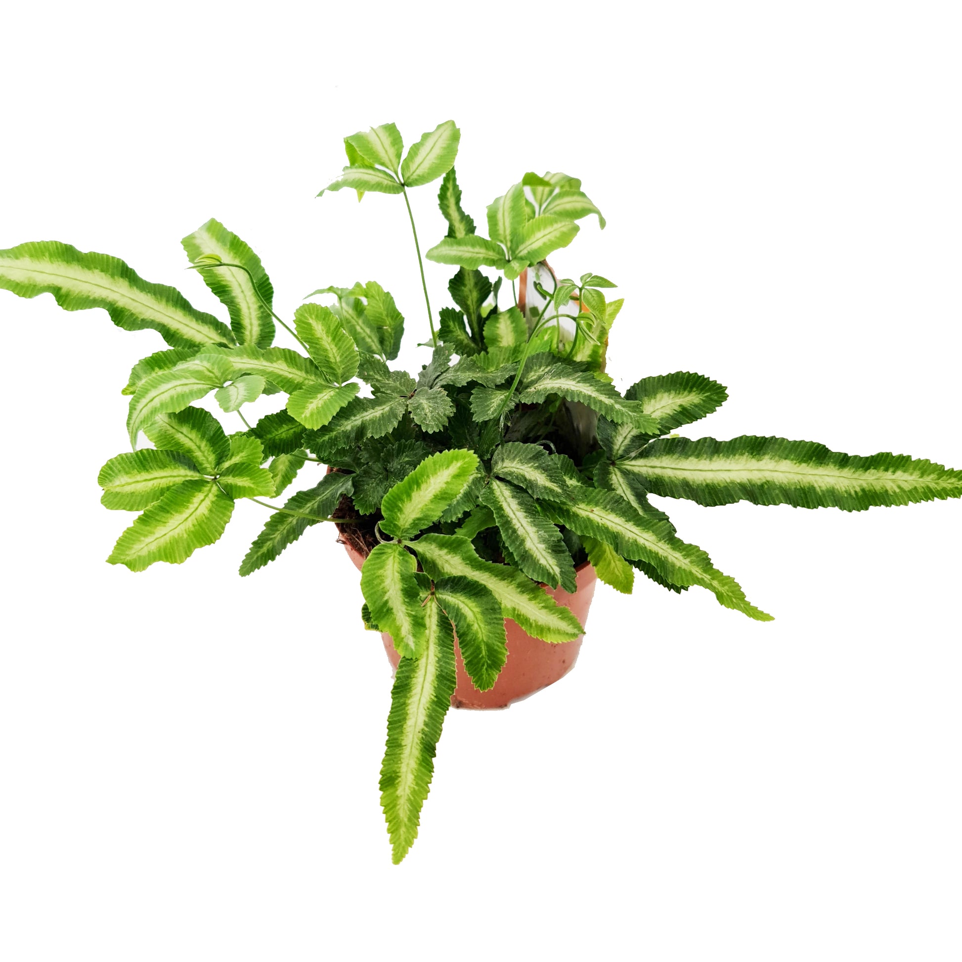 Cretan Brake Fern | Variegated