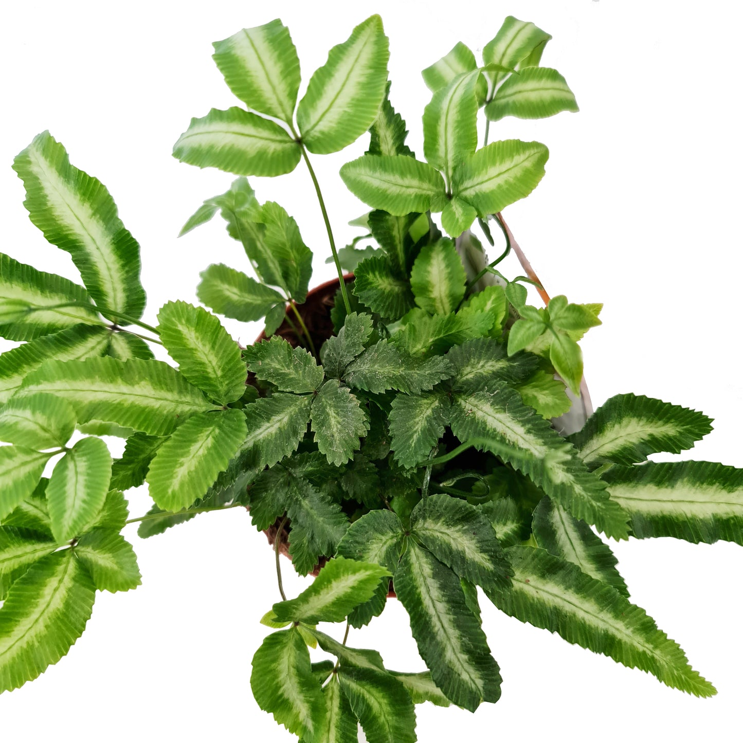 Cretan Brake Fern | Variegated