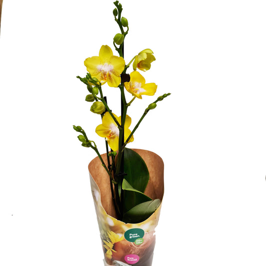 Yellow Phalaenopsis Orchid | Buttercup | Perfect Plants for Under £30