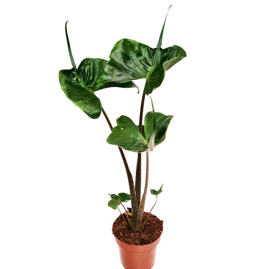 Stingray Plant | Potted Houseplants