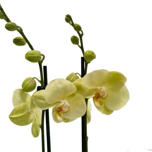 Phalaenopsis Orchid | Lovely Lemon | Orchid Plants