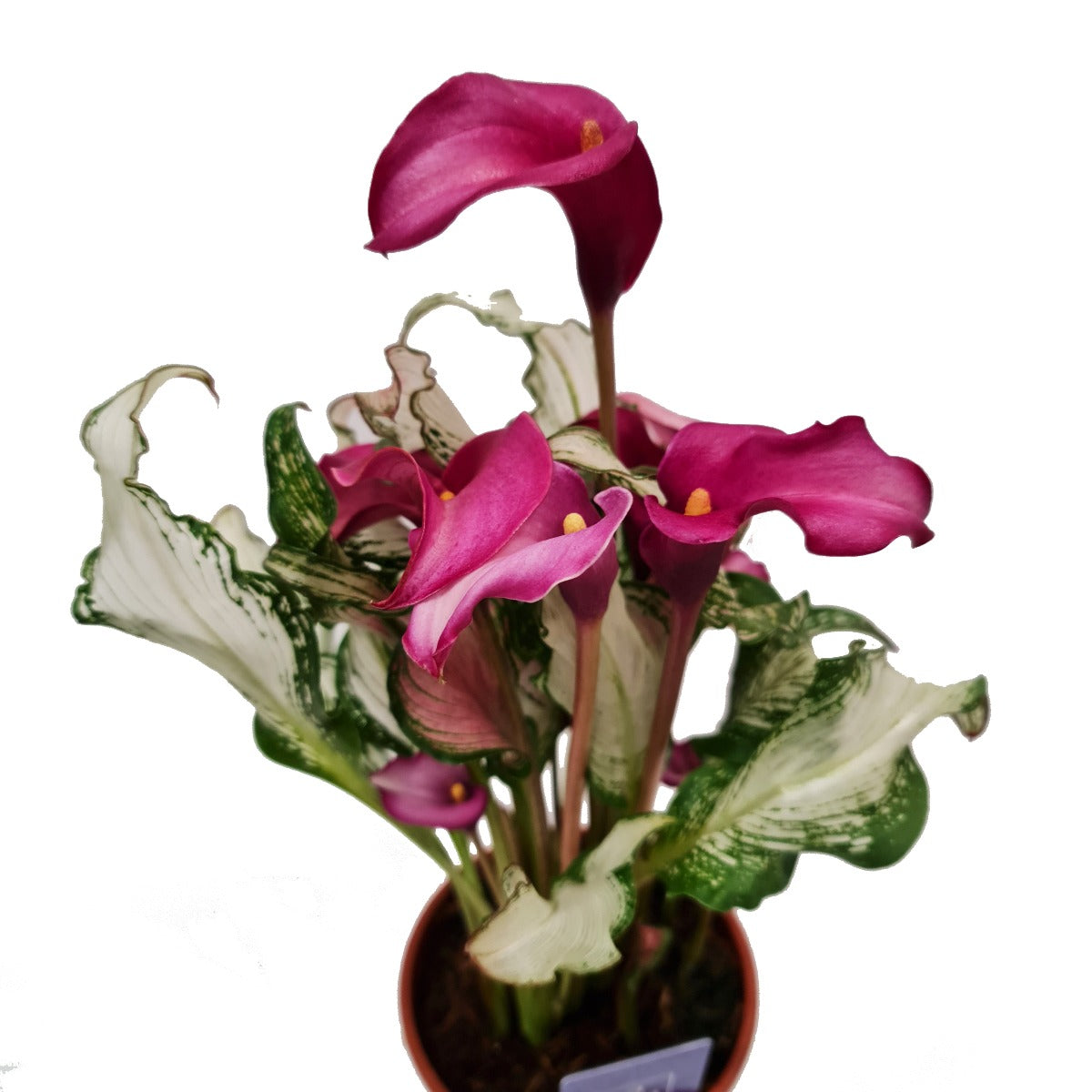 Calla Lily | Frozen Queen | Rare Plant