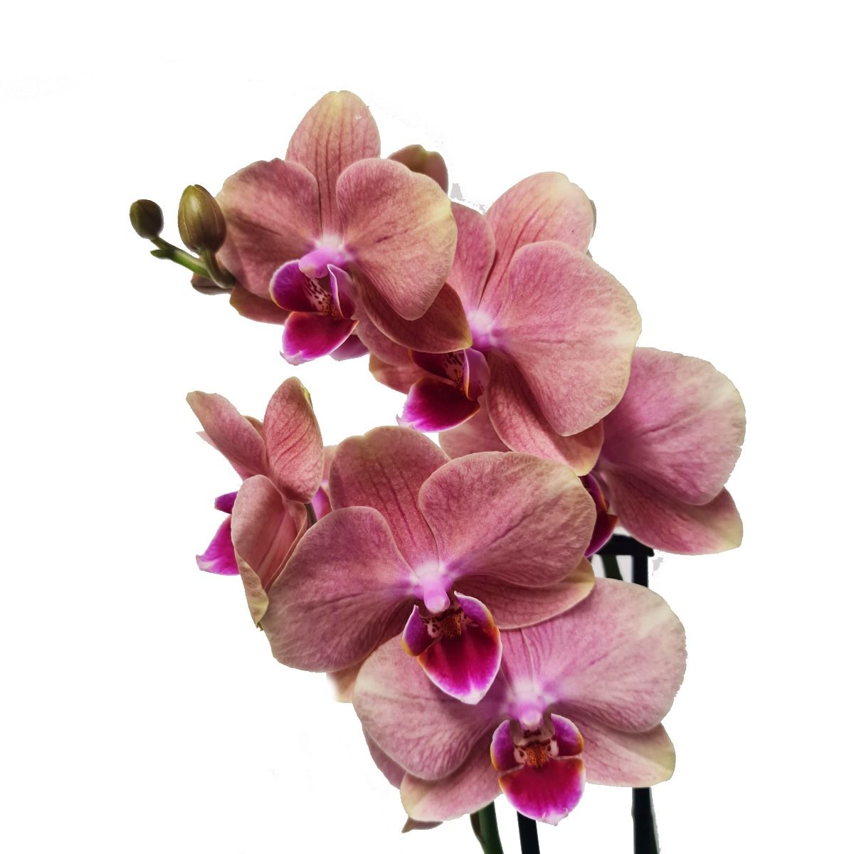 Phalaenopsis Orchid | Pirate Picote