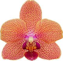 Phalaenopsis Orchid | Sunset Love