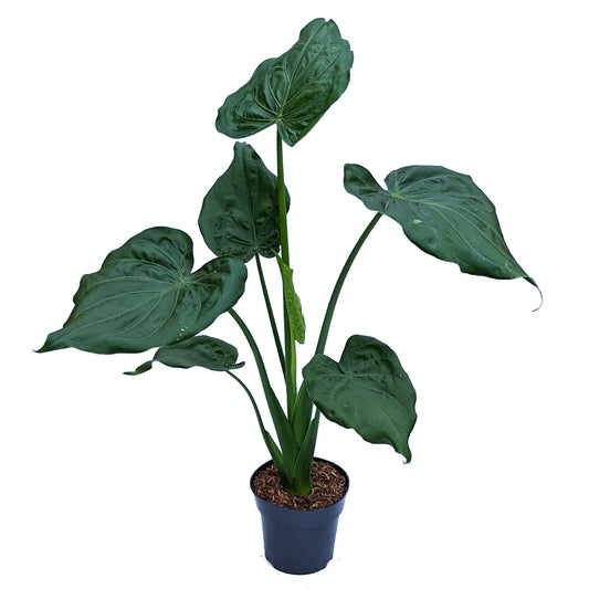 Elephant Ear | Cucullata | Potted Houseplants