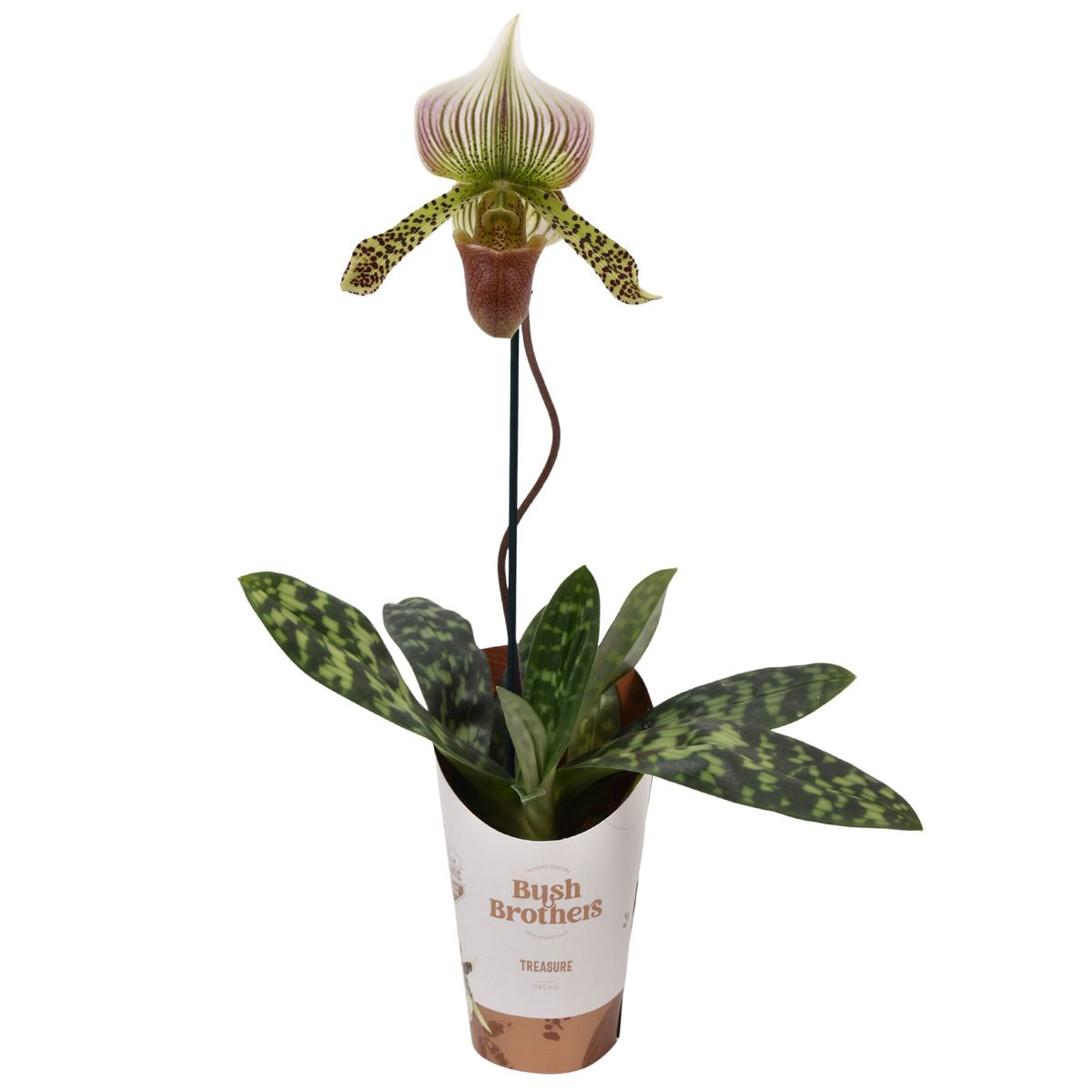 Paphiopedilum orchid online