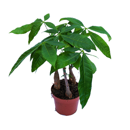 money-tree-straight-up-pachira-aquatica-houseplant-co-uk